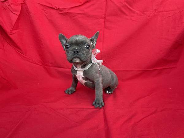 male-boston-terrier-puppy