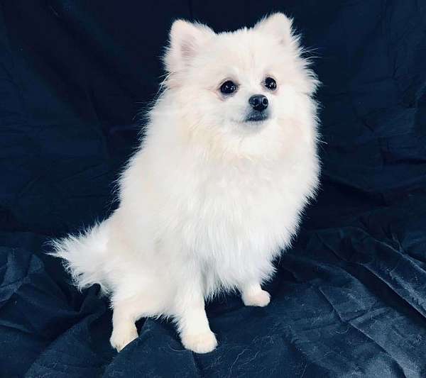 purebred-pomeranian-dog