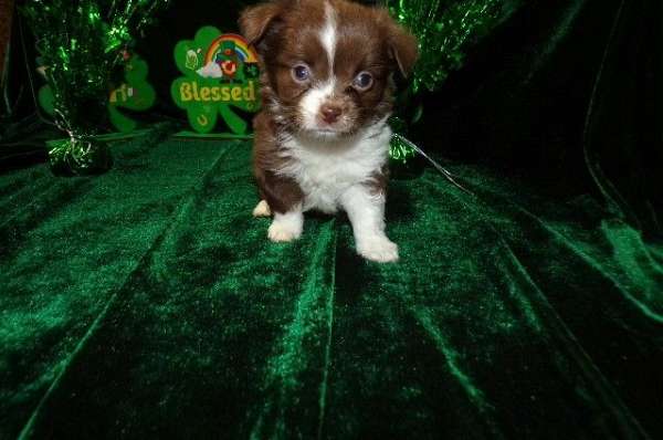 silver-teacup-toy-dog