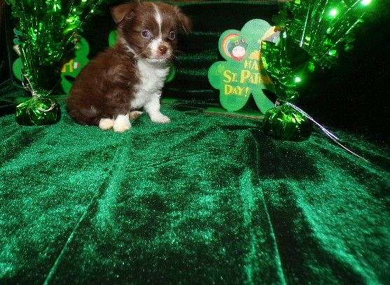 silver-teacup-toy-dog