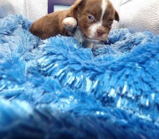 female-brown-long-haired-chihuahua