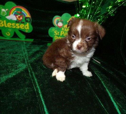 gold-teacup-toy-chihuahua