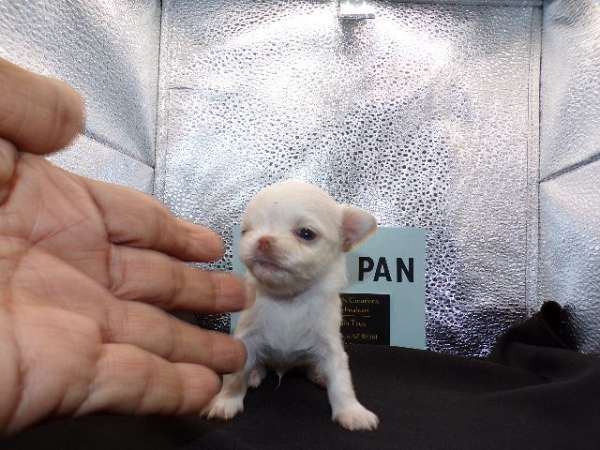 chocolate-white-teacup-small-dog