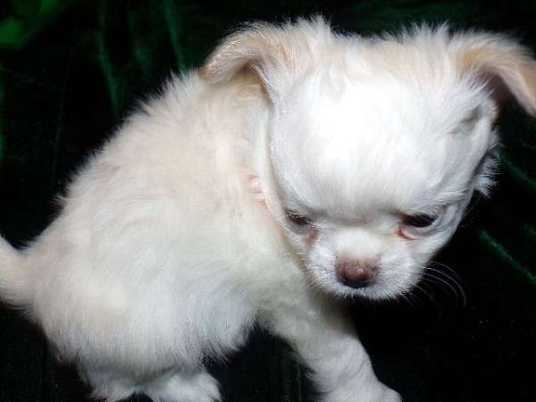 chocolate-white-teacup-small-dog