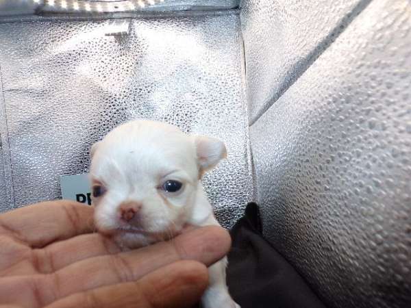 chocolate-white-teacup-small-chihuahua