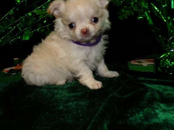 teacup-small-chocolate-white-chihuahua