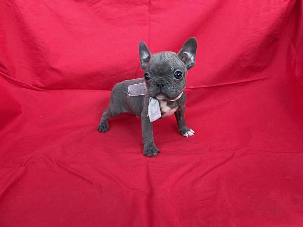 male-boston-terrier-puppy