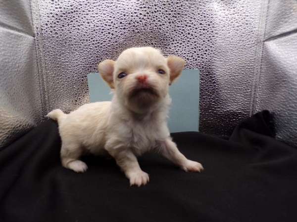 teacup-small-chocolate-white-dog