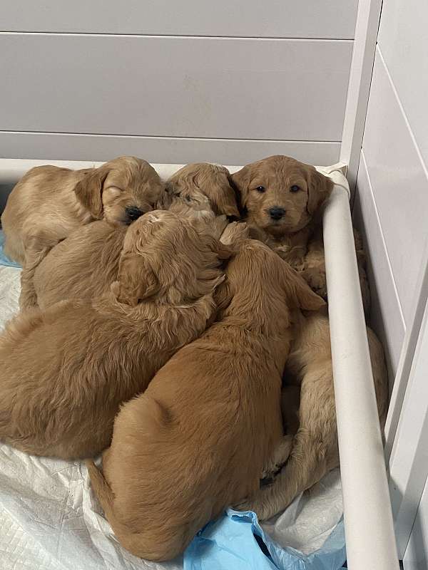 gold-straight-haired-goldendoodle