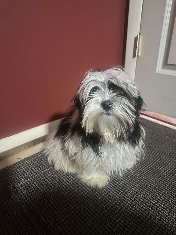 female-black-cream-medium-haired-maltese