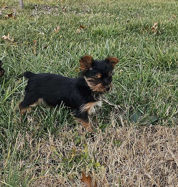 male-yorkshire-terrier-dog