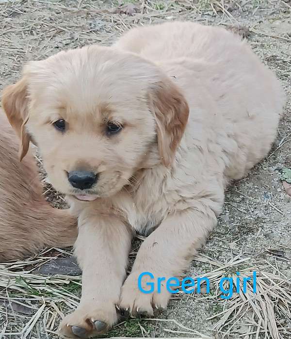 medium-dark-brown-golden-retriever