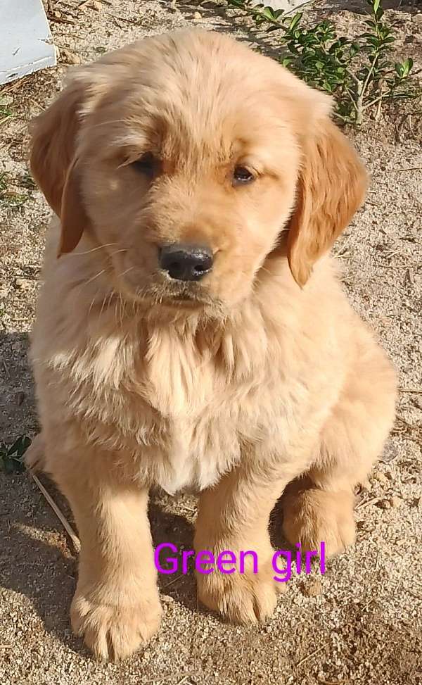 medium-dark-brown-golden-retriever