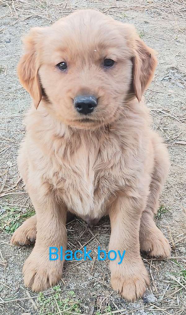 dark-brown-golden-retriever