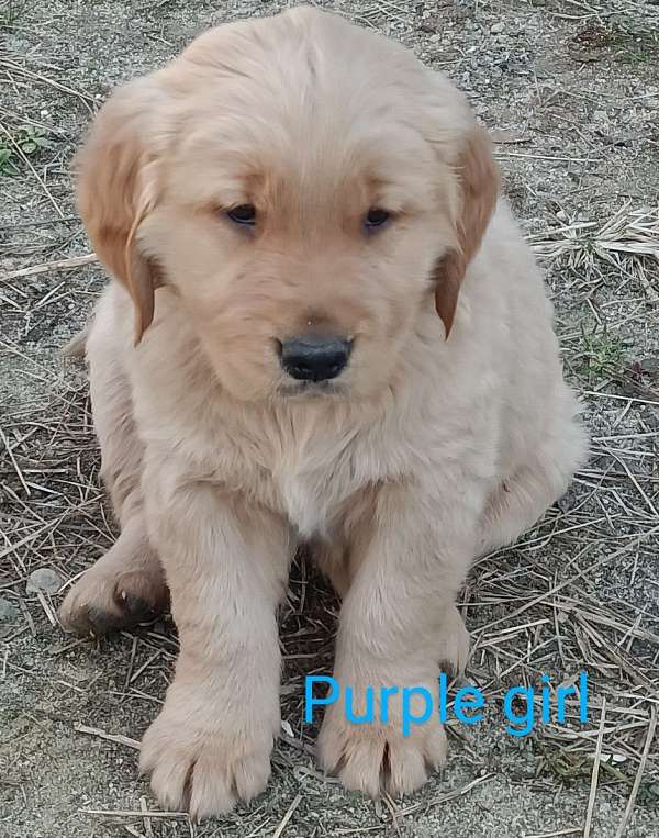 dark-brown-golden-retriever