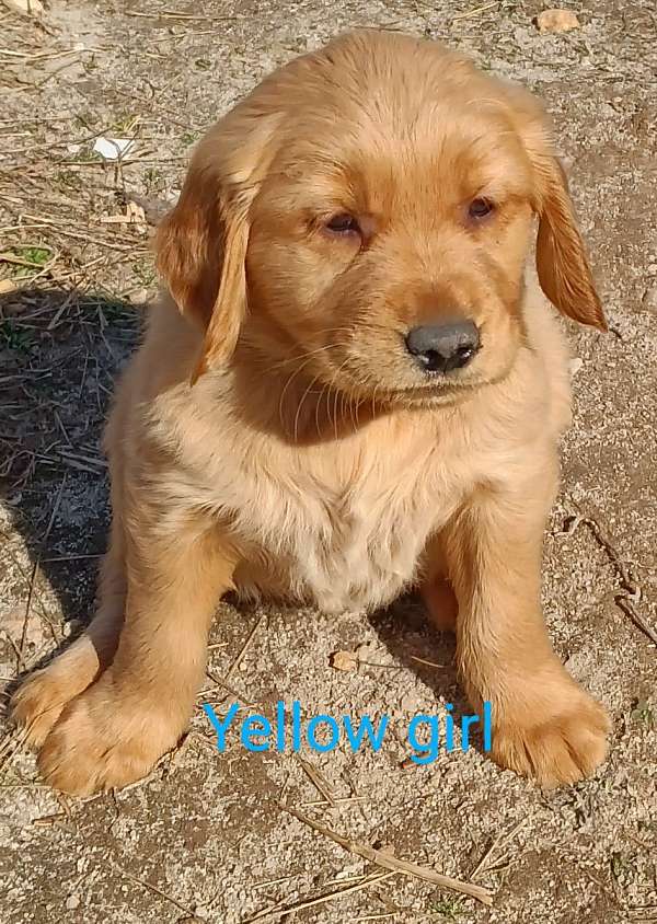 dark-brown-golden-retriever