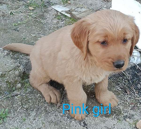 dark-brown-golden-retriever