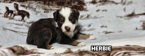 male-red-white-double-coated-mini-australian-shepherd