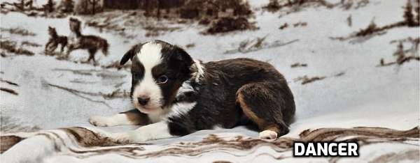 small-red-white-mini-australian-shepherd