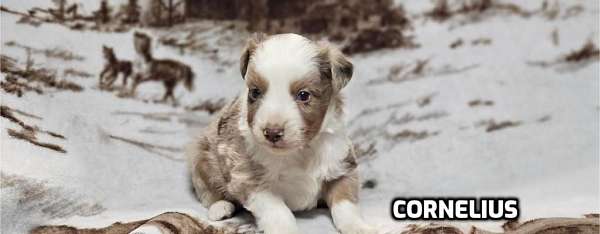 double-coated-mini-australian-shepherd