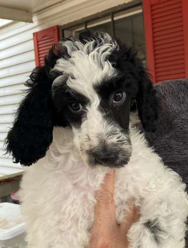 female-standard-poodle-puppy