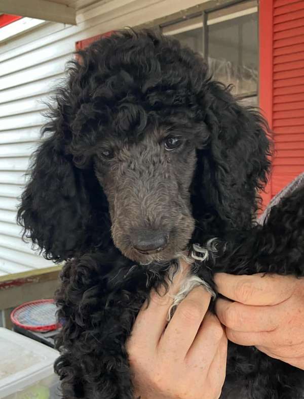 male-standard-poodle-puppy