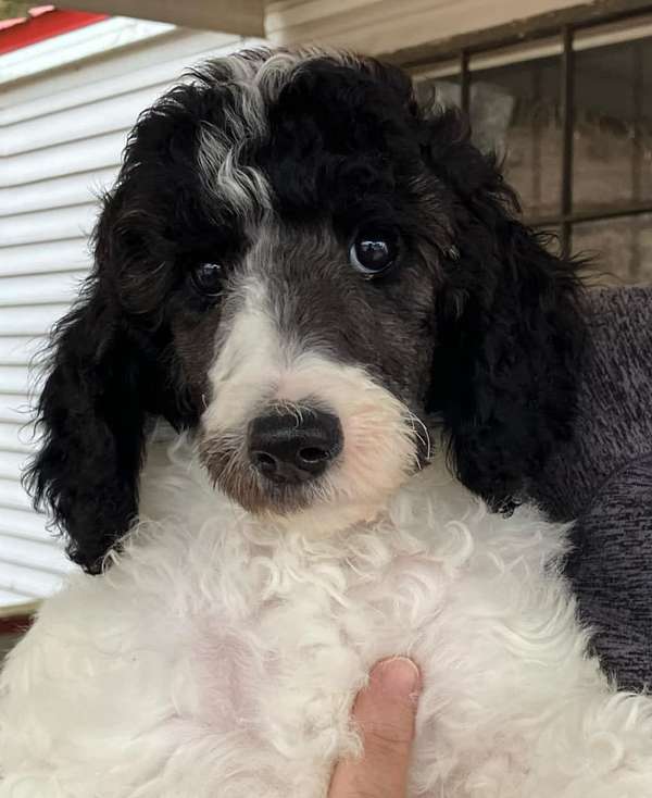 female-standard-poodle-dog