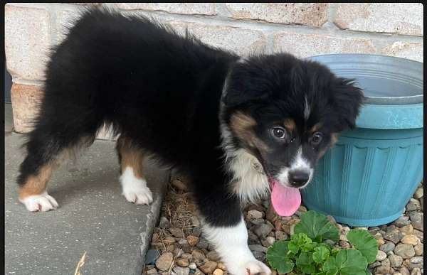 female-australian-shepherd-puppy