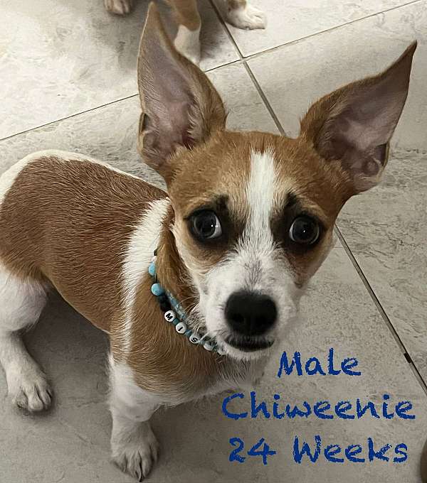 blenheim-smooth-coated-chiweenie