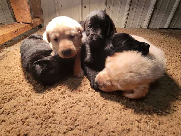 tri-colored-double-coated-labrador-retriever