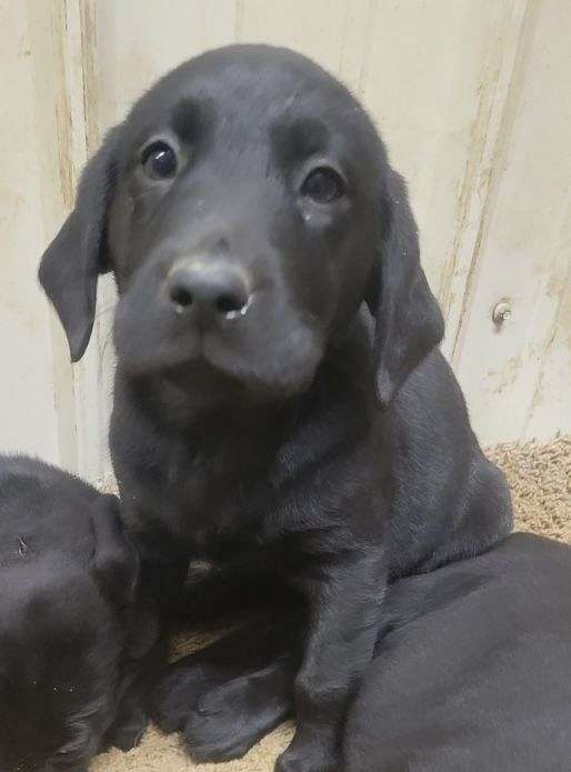 tri-colored-double-coated-labrador-retriever