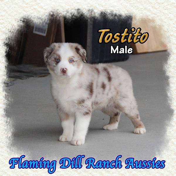 double-coated-mini-australian-shepherd