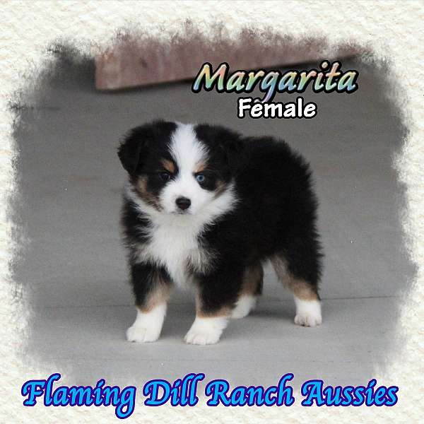 double-coated-mini-australian-shepherd