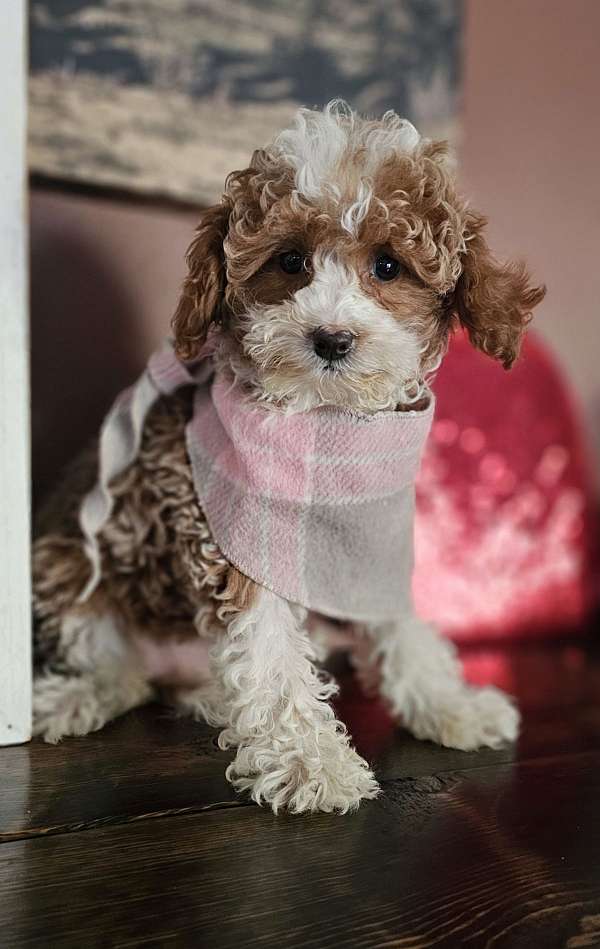 merle-hypoallergenic-cavapoo