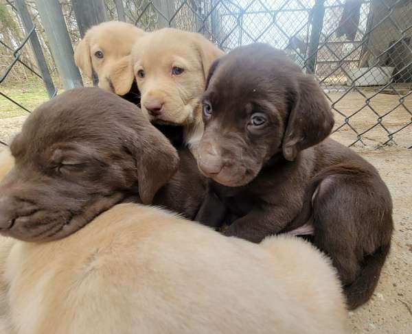 mixed-tri-colored-double-coated-labrador-retriever