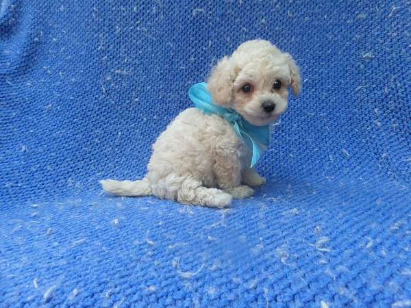 male-malti-poo-dog