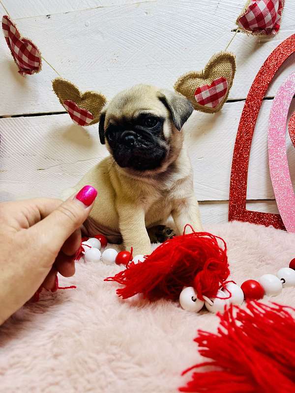 fawn-pug