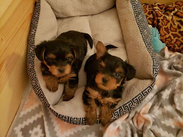 male-yorky-puppies