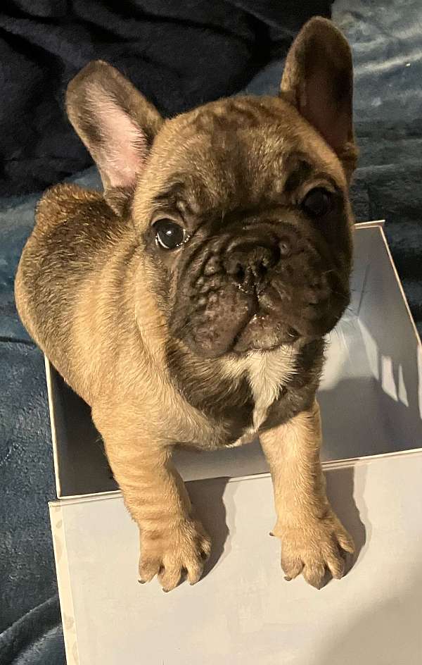 male-french-bulldog