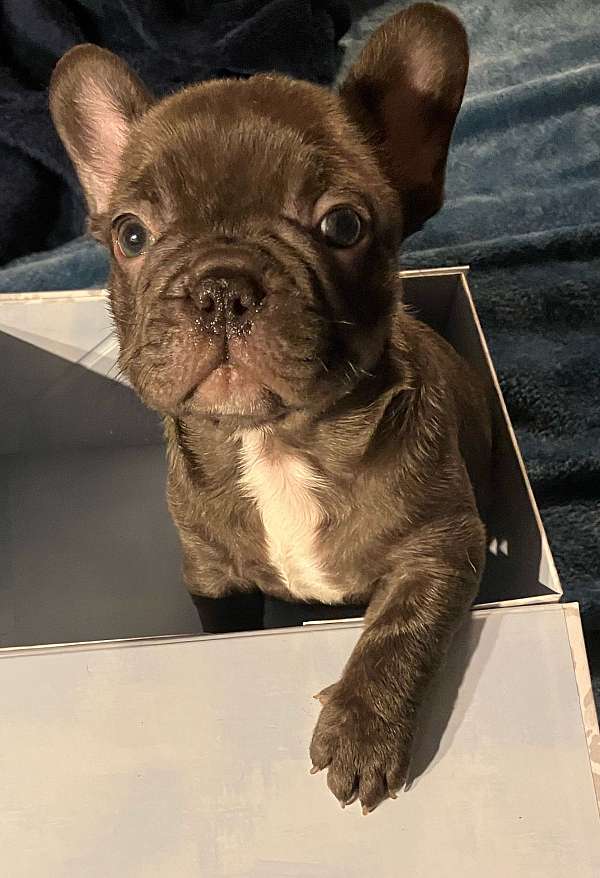 french-bulldog