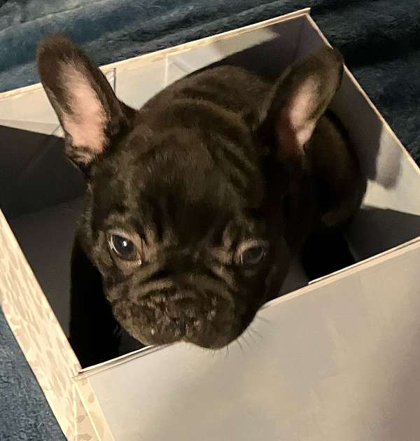 french-bulldog-for-sale