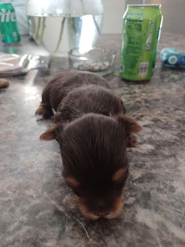 female-chocolate-hypoallergenic-yorkshire-terrier