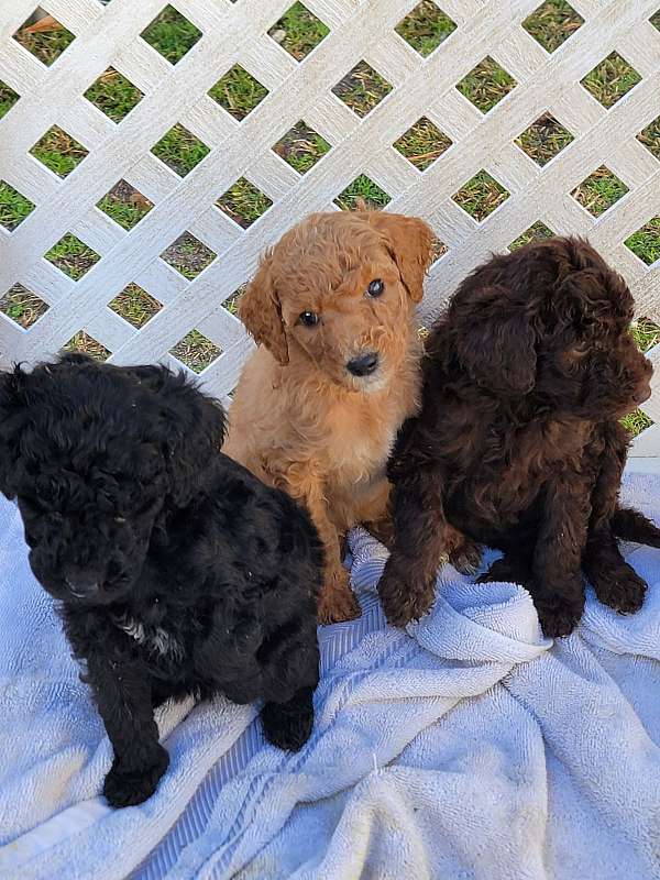 mixed-standard-poodle-dog