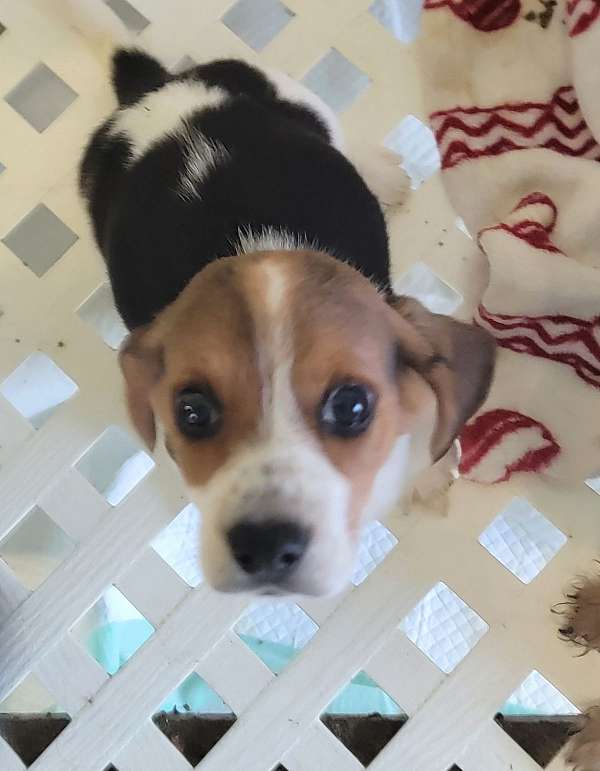 female-mixed-beagle