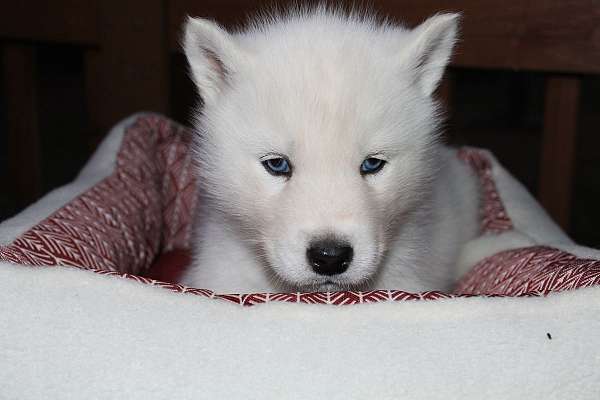 white-siberian-husky