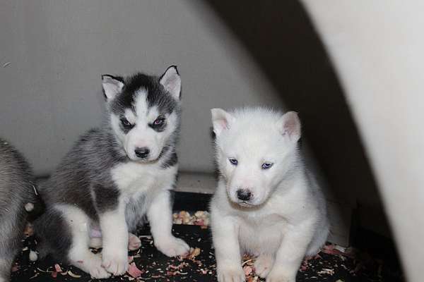 female-siberian-husky-dog