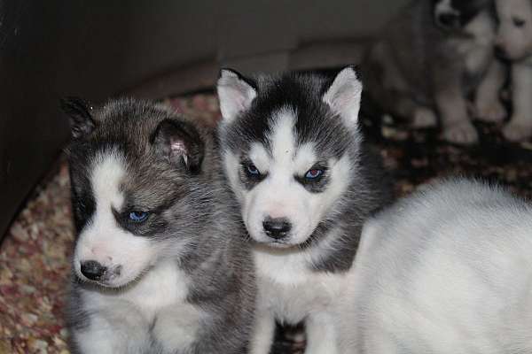 female-siberian-husky-dog