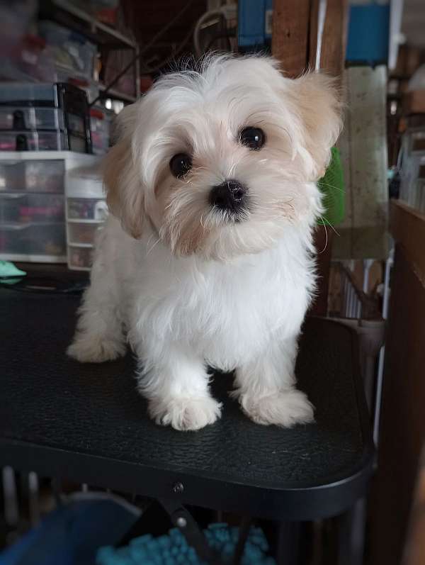 male-malti-poo-puppy