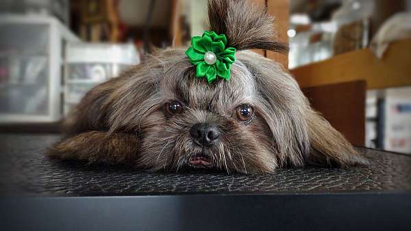 long-haired-shih-tzu