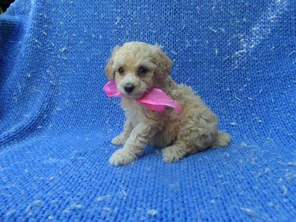 female-malti-poo-dog